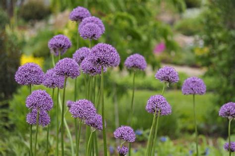 Zielono Zakręceni Czosnek olbrzymi Allium giganteum Gladiator 1 1