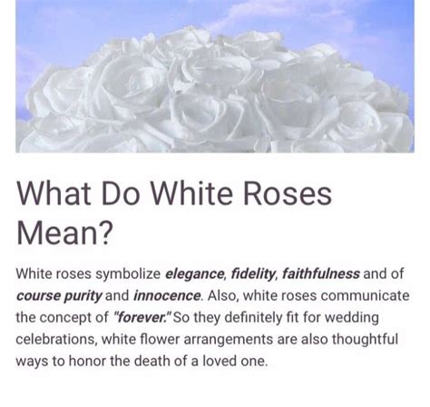 Best 12 White Rose Meaning: Symbolism, Signs & Traditions (Guide) – Artofit