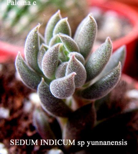 Fotos De Varias Especies De Sedum