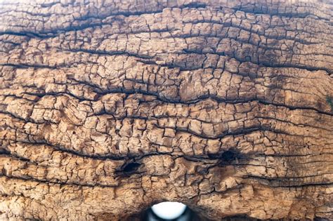 premium photo detail   rough surface   log  wood