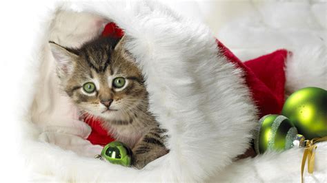 Christmas Cat Wallpaper 75 Images