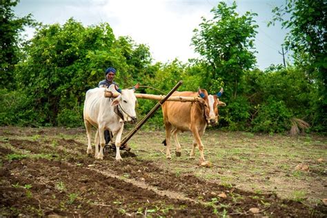 What is Subsistence Farming? - FarMing HinTs