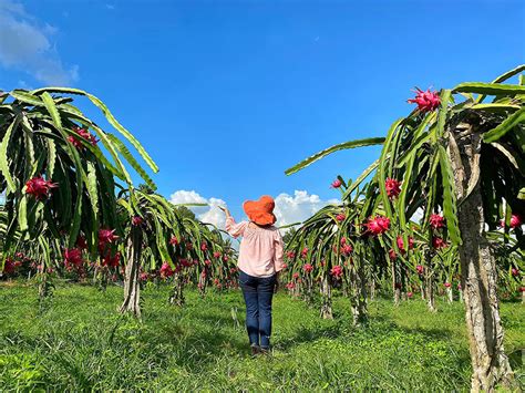 Thăm vườn thanh long ruột đỏ ở Tịnh Biên thưởng thức thứ quả trứ danh