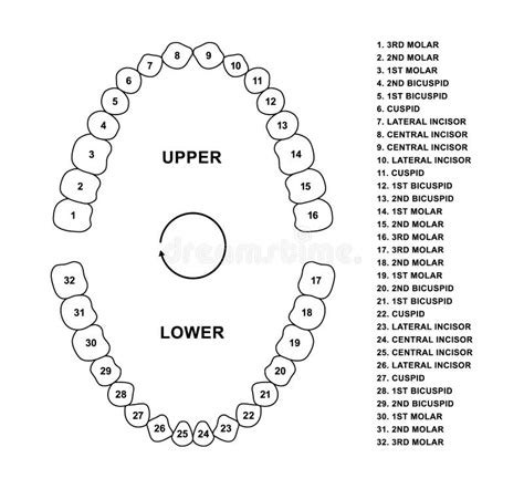 Adult Human Jaws Anatomy with Descriptions. Adult Human Teeth Dentition ...