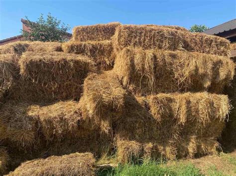 Uzalud Nude I Preko Interneta Kupaca Za Sijeno Nema Gradski Portal