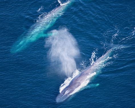 The Blue Whale and The Battle For Survival - 4TinyHands