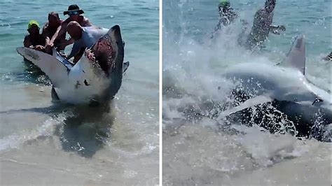 Terrifying moment Florida beach goers pull a shark back into the ocean