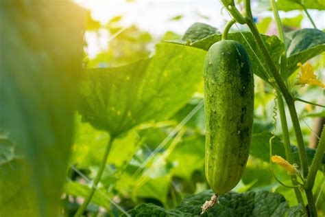 Growing Cucumbers In Pots And Containers Kellogg Garden Organics™