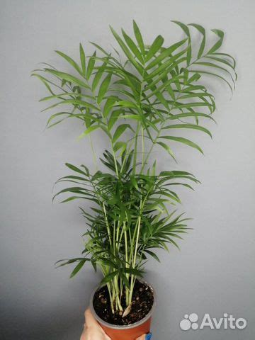 Домашние растения купить в Кинеле | Товары для дома и дачи | Авито