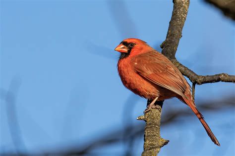 Northern Cardinal Wikipedia The Northern Cardinal Cardin Flickr