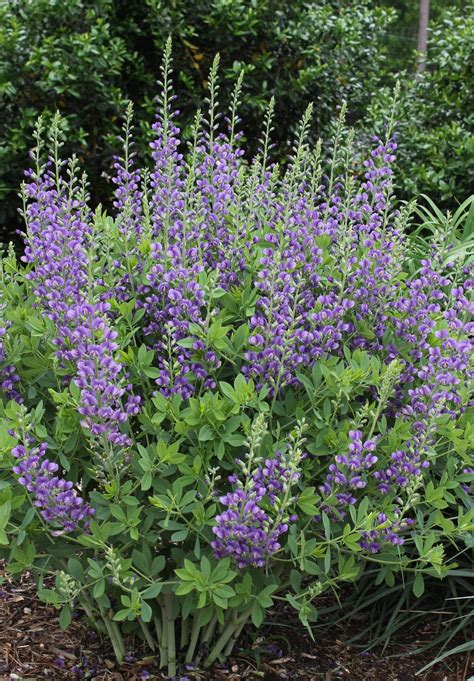 Baptisia 'Blueberry Sundae'... - Plant Delights Nursery, Inc.