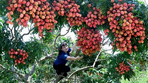 How To Harvest Lychee Goes To The Market Sell Harvesting And Cooking