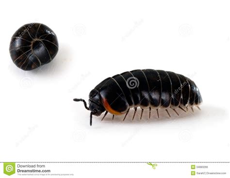 Armadillidium Woodlouse Aka Pill Bug Roly Poly Macro Stock Photo