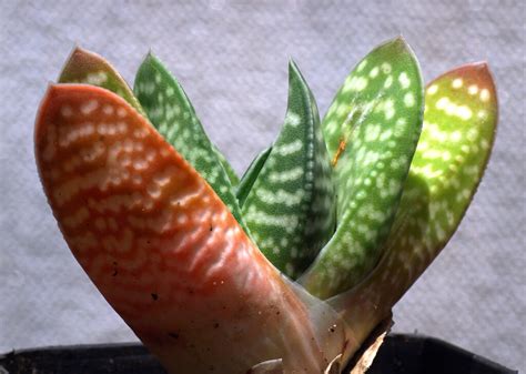Gasteria carinata var. carinata growing in cultivation (pl… | Flickr