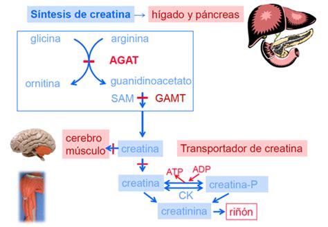 Creatina Acelera O Metabolismo - O papel bioquímico da creatina