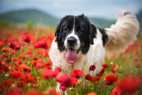 Landseer Dog Pure Breed in Poppy Field Flower Stock Photo - Image of ...