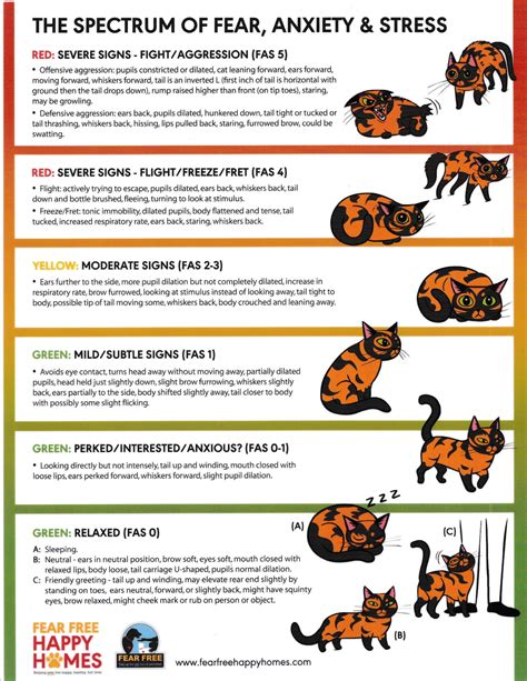 guide to cat stressed easily 7