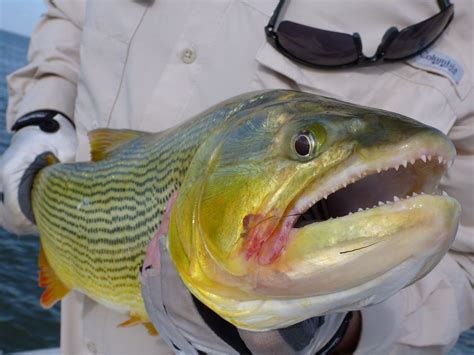 Golden dorado up close. | Fishing photography, Fish, Photography