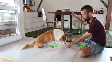 Apprendre le coucher à son chien Un jeu d enfant J adopte un chien