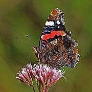 vanessa atalanta wikimedia commons