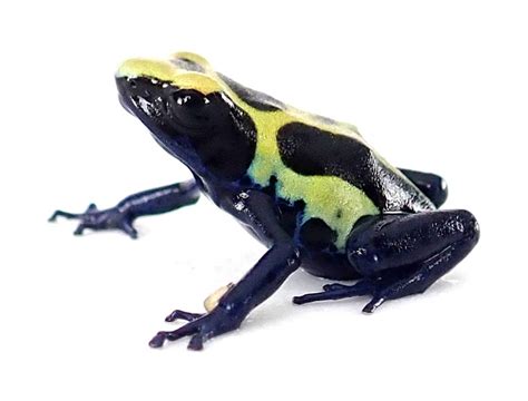 Dendrobates Tinctorius Green Sipaliwini F Captive Bred Dyeing