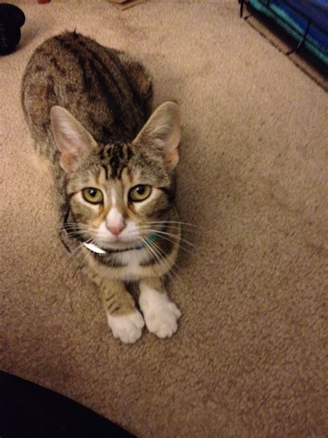 Katzen Tricks Mit Clicker Happy Cats