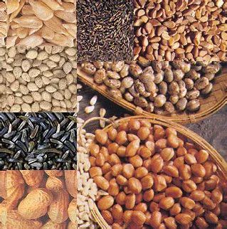 Oilseeds Oil Seeds Exporter From Mumbai