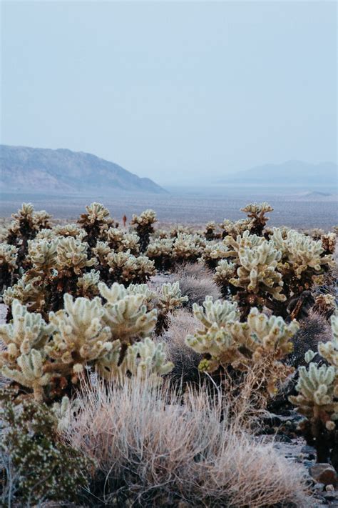 "View Of Cholla Cactus Plants In Joshua Tree National Park In Desert