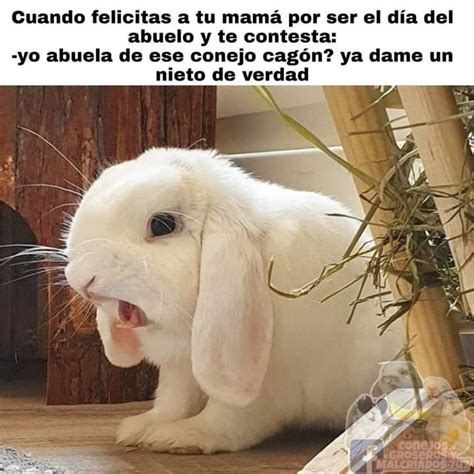 Pin De Bea Nu Ez En Bunny Dia Del Abuelo Conejos Nietos