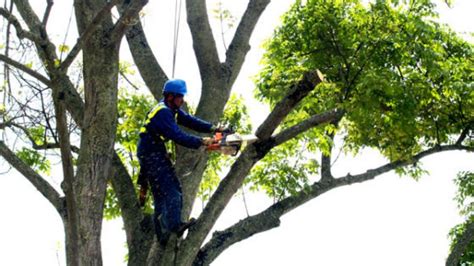 Podar árboles Guía Paso a Paso 2019