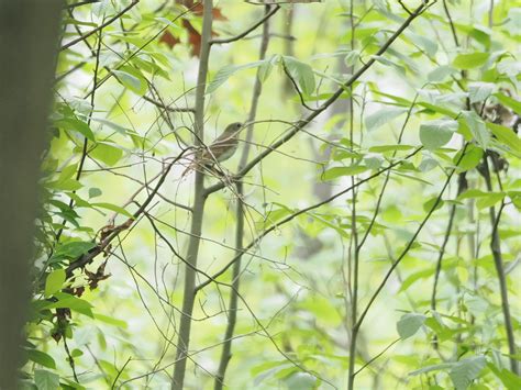 Everything you need for thrush from nursing relief today 29