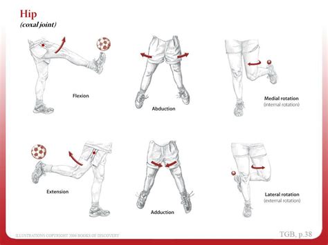 What Are The Different Anatomical Movements