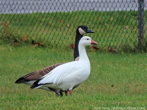 snow goose  snow