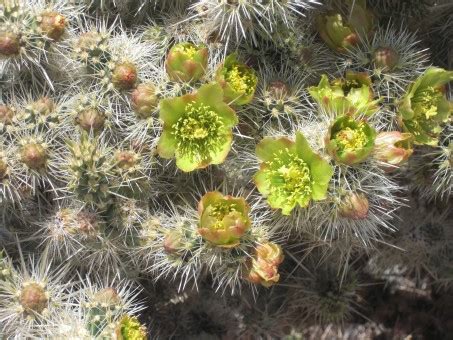 Images Gratuites arbre branche cactus feuille désert fleur gel