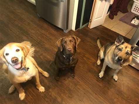 farmers branch animal adoption center 12