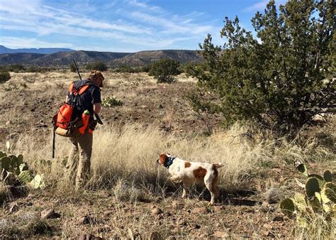 2023 - 2024 Arizona Quail Season Info