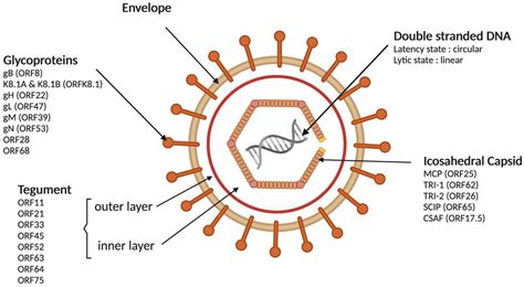 Cancers Free Full Text Kaposis Sarcoma Associated Herpesvirus The