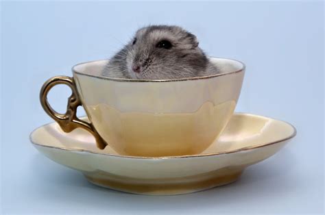 You Cant Digest These 50 Cute Animals In Cups