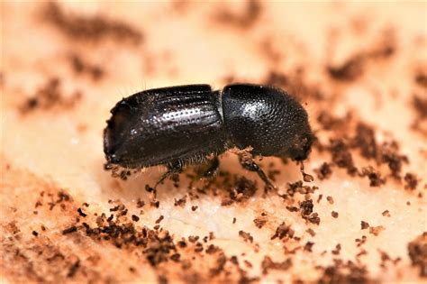 Massif Du Jura Les Scolytes Profitent Du Printemps Pr Coce Des