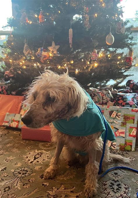 UPDATE: Resilient pup shot in the face making amazing recovery - Pet