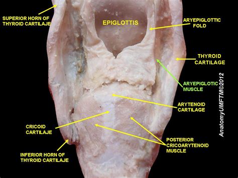 Arytenoid Cartilage