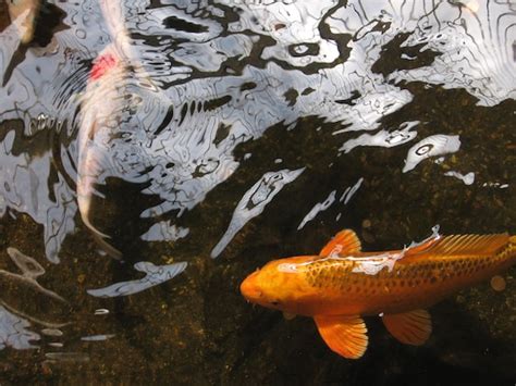 Koi Fisch Fotografie Kunstdruck X Teich Goldfisch Etsy