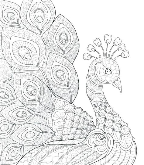 Peacock Coloring Sheets Printable Coloring Pages