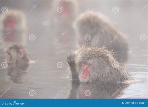 Snow Monkeys In A Natural Onsen Hot Spring Located In Jigokudani Park Yudanaka Nagano Japan