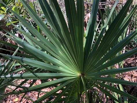 15 Saw Palmetto Plants TristanRavneet