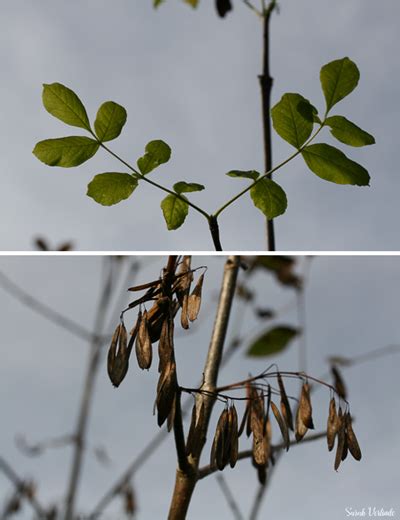 Oregon ash – Collaborative for Socio-Ecological Engagement at Saint ...