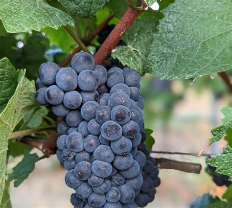 Российское шампанское коллекционное брют розовое «Новый Свет. Пино Нуар»