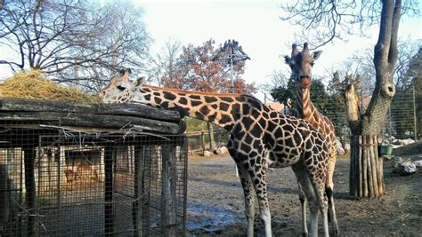 Uncover the Mysterious Noises Giraffes Produce and Why They Matter 2