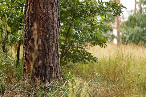 Tree Trunk In Forest Close Up Free Stock Photo Picjumbo