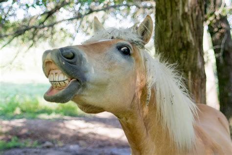 why do horses nod their heads 2